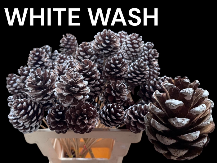 <h4>DENNEAPP G OP ST H%</h4>