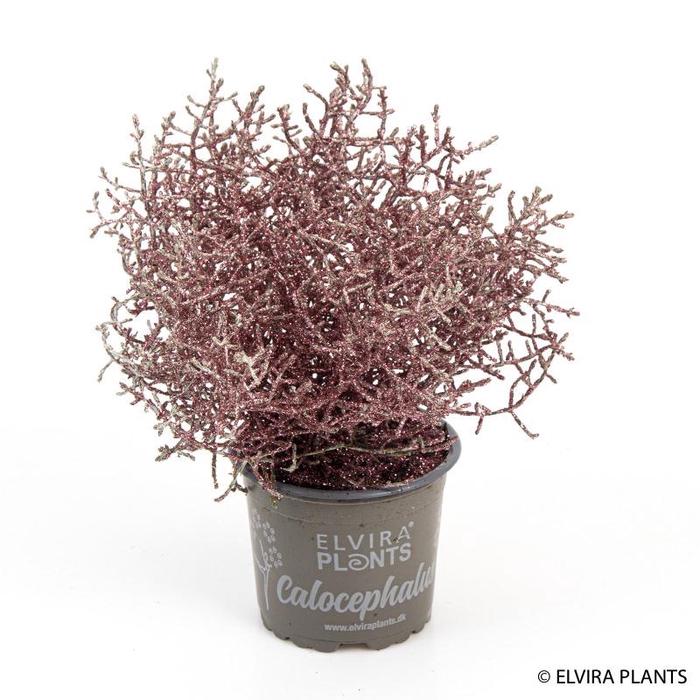 <h4>CALOCEPHALUS BROWNII</h4>