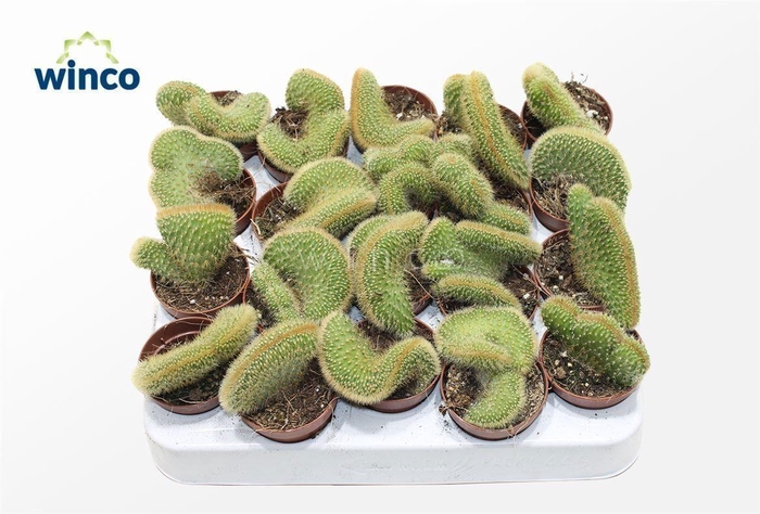 Weberbauerocereus Johnstonii Cristata