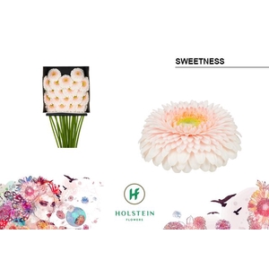 Germini Pomponi Sweetness Diamond per kaart