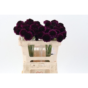 Scab At Red Velvet Scoop