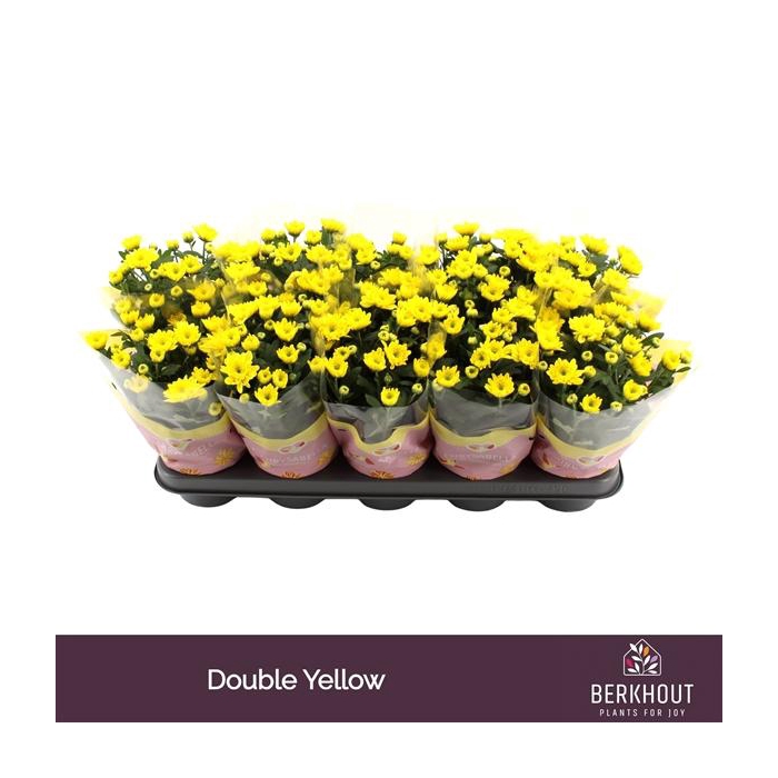 <h4>Chrysant Cozy</h4>