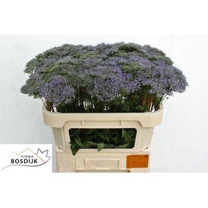 Trach Corine Blue