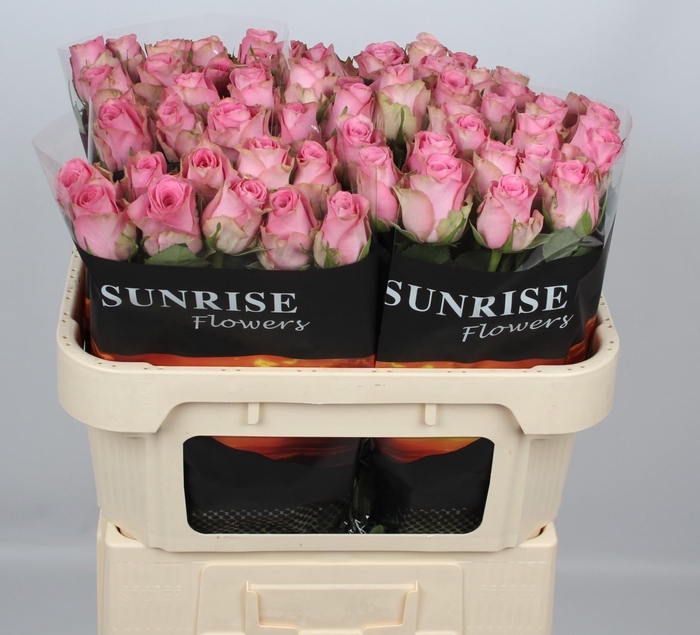 <h4>R GR RENAISSANCE</h4>