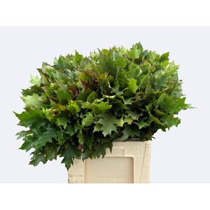 Quercus Rubra Nouws