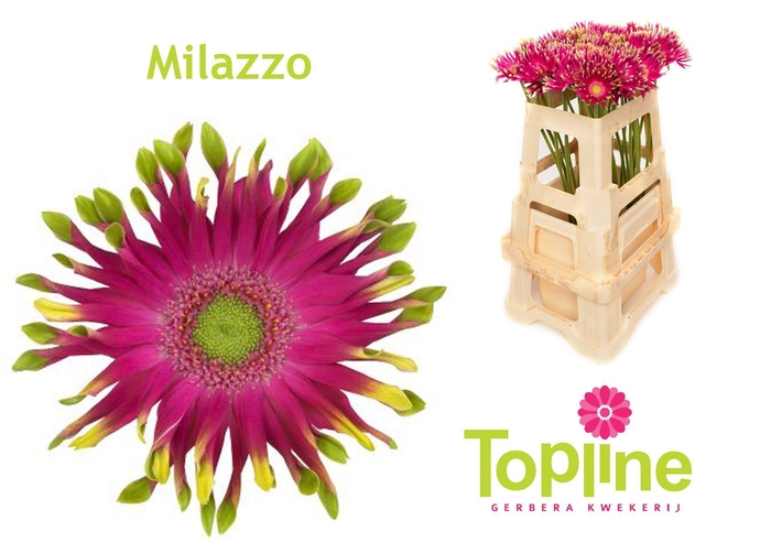 <h4>Pastini Milazzo</h4>