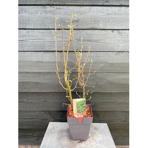 Carpinus betulus P17