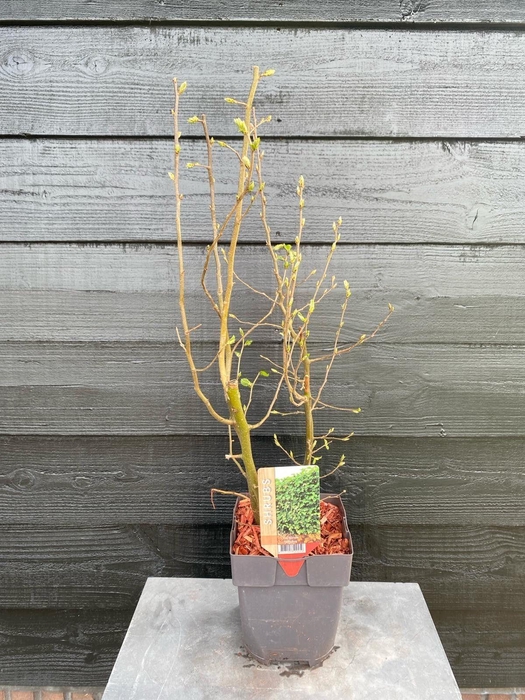 <h4>Carpinus betulus P17</h4>