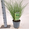 Carex ColorGrass Phoenix Green