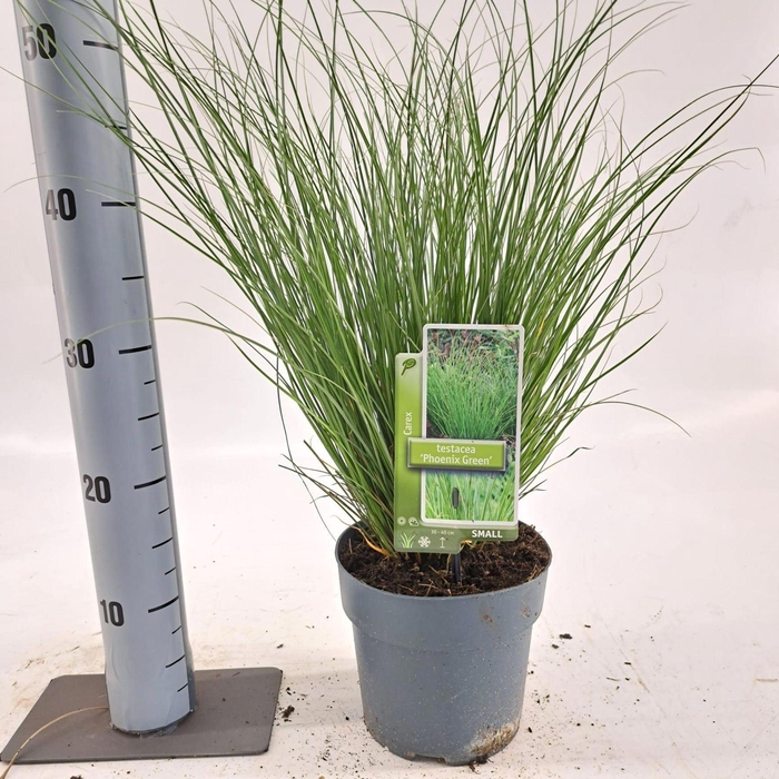 <h4>Carex ColorGrass Phoenix Green</h4>