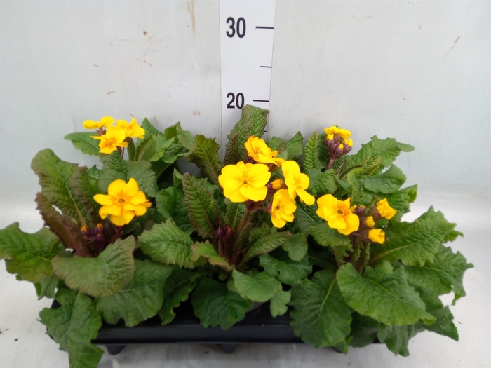 <h4>Primula elat. 'Sibel Goldgelb'</h4>