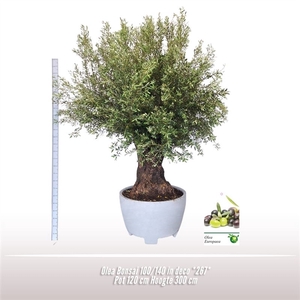 Olea Bonsai 100/140 in deco *267*