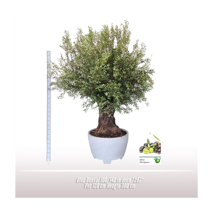 <h4>Olea Bonsai 100/140 in deco *267*</h4>