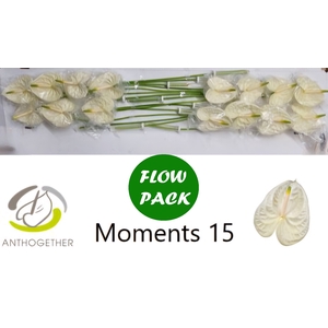 Anthurium Moments