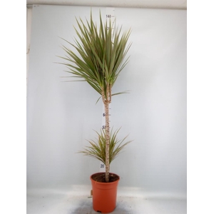 Dracaena marg.