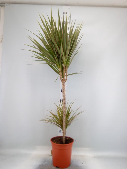 <h4>Dracaena marg.</h4>