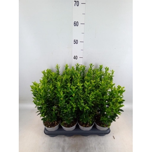 Euonymus japon. 'Green Spire'