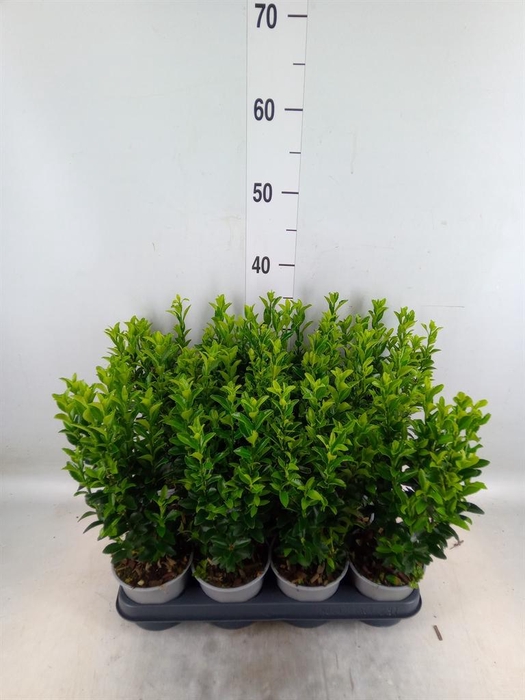 <h4>Euonymus japon. 'Green Spire'</h4>