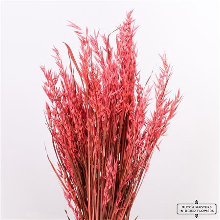 <h4>Dried Avena X5 Cerise Bunch</h4>