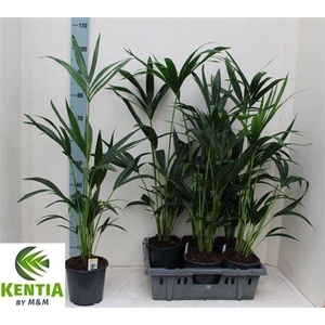 Howea Forsteriana 4 Pp