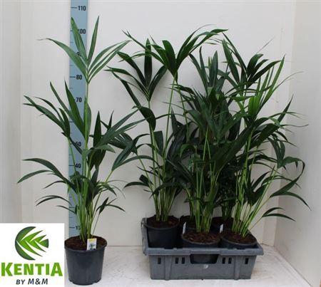 <h4>Howea Forsteriana 4 Pp</h4>