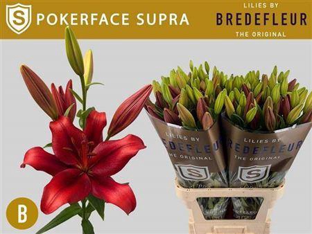 <h4>Li La Pokerface Supra 5+</h4>