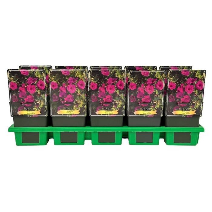 <h4>Geranium</h4>