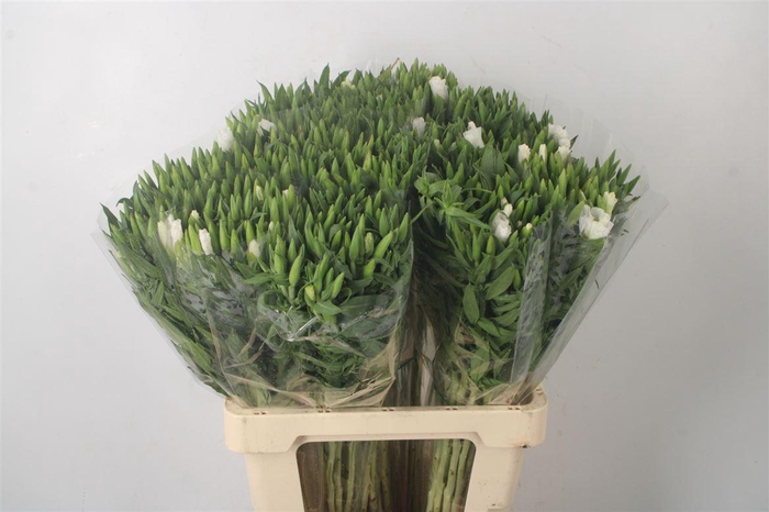 <h4>Clarkia Am Gr White</h4>