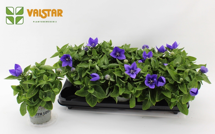 <h4>Platycodon 12cm astra Blauw</h4>