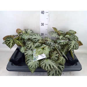 Begonia BD 'Silver Jewell'