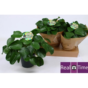 PILEA PEPEROMIOIDES