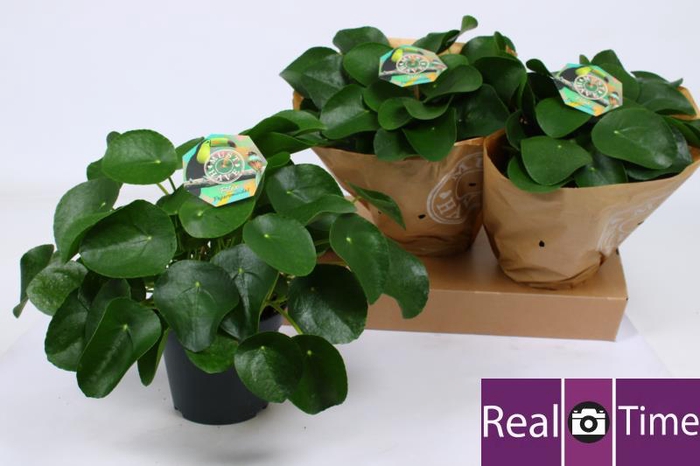 PILEA PEPEROMIOIDES