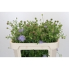 Didiscus Blue