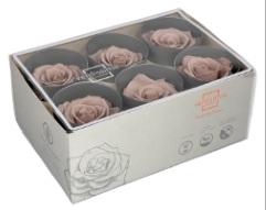 rose standard hazelnut