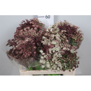 Daucus Carota Dara