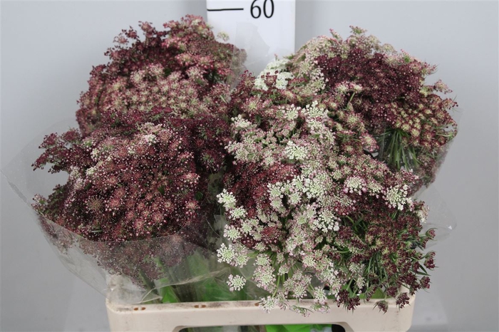 <h4>Daucus Carota Dara</h4>