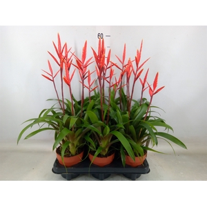 Vriesea  'Elan'