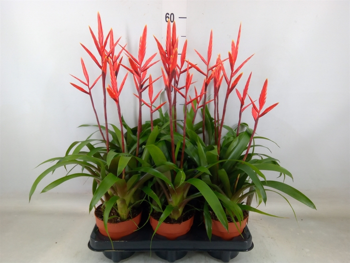 <h4>Vriesea  'Elan'</h4>
