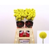 DRIED CRAS PAINTBALL POP PB H%