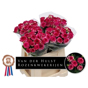 R Tr Ov JT Trendsetter Hulst