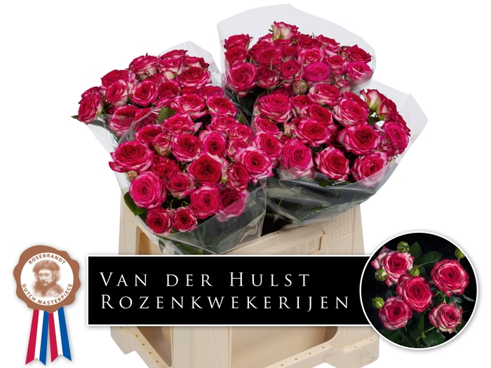 <h4>R Tr Ov JT Trendsetter Hulst</h4>