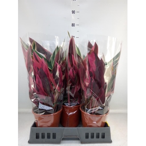 Stromanthe sanguin. 'Triostar'