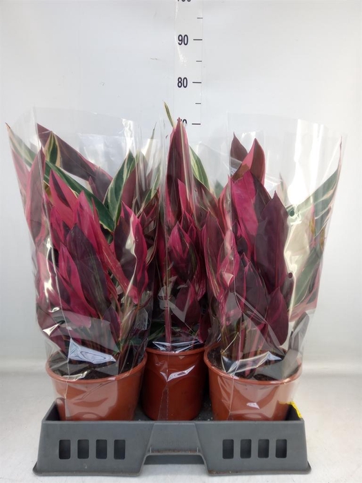 <h4>Stromanthe sanguin. 'Triostar'</h4>