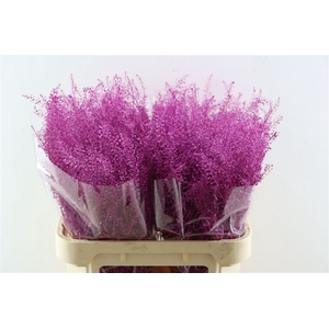 Lepidium Cerise