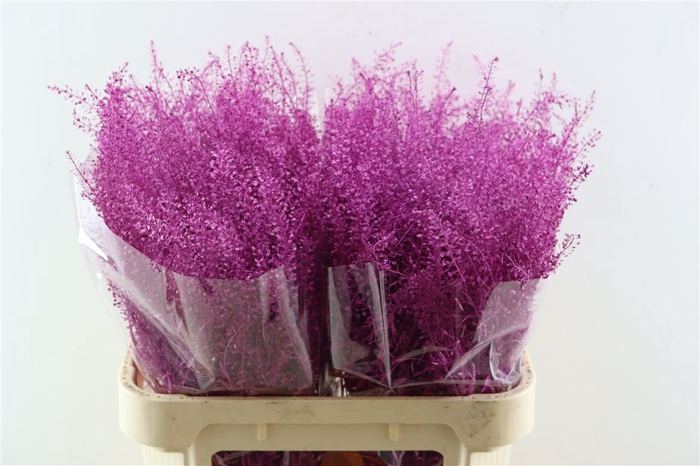 <h4>Lepidium Cerise</h4>
