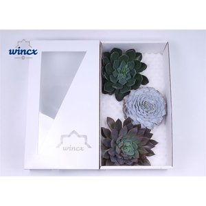 Echeveria Mix (wincx) Cutfl (3spc.) Wincx-20cm