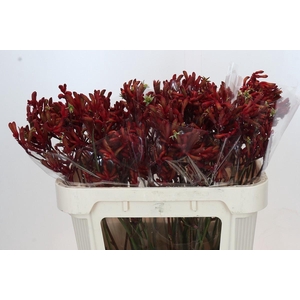 Anigozanthos Big Red