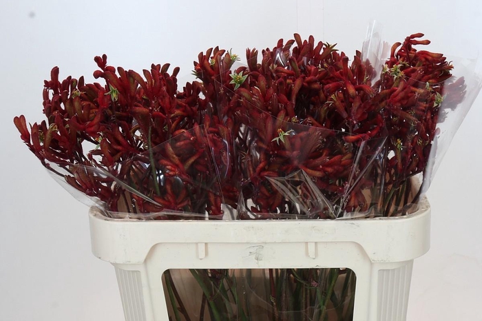 <h4>Anigozanthos Big Red</h4>