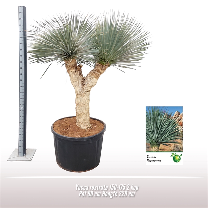 <h4>Yucca rostrata 2 kop</h4>