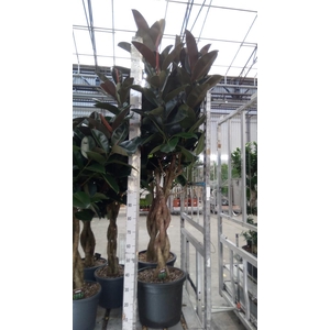 Ficus elastica 'Burgundy'